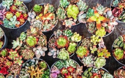 Lot plantes grasses - plantes, +