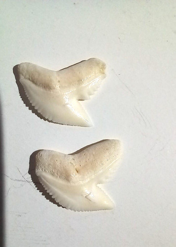 Lot dents requin tigre - dents,