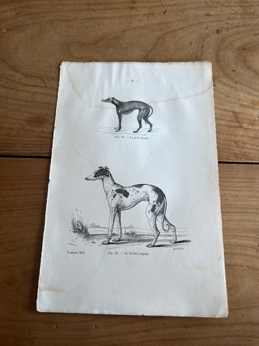 Gravure ancienne chien n55 - gravure,