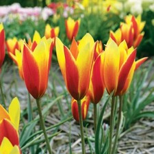 20 bulbes de Tulipes Clusiana