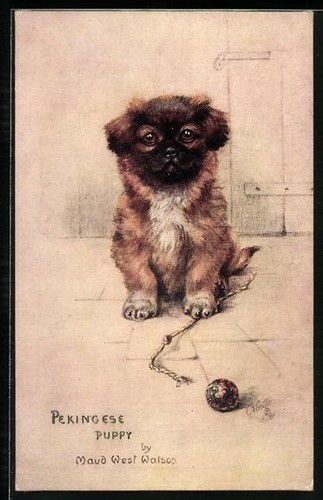 Carte postale chiot pékinois
