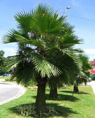 Graines brahea edulis - 3,