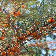 Hippophae rhamnoides 'Kapriz'