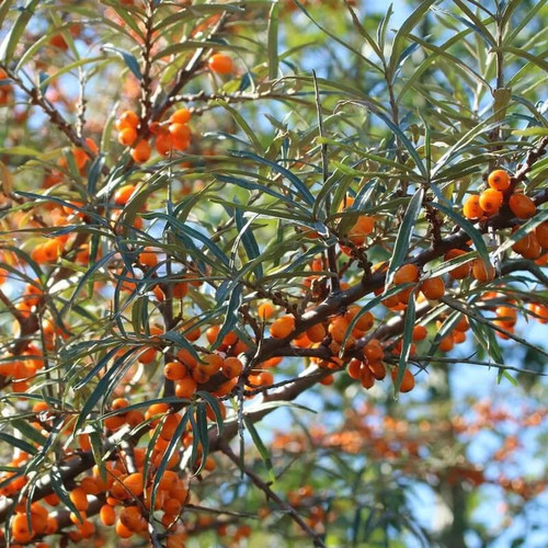 Hippophae rhamnoides kapriz - hippophae,