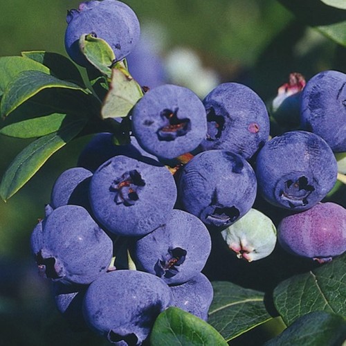Arbuste fruitier pour jardin