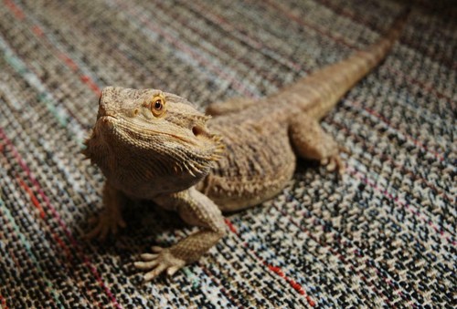 Bearded dragon lizard glossy - lizard,
