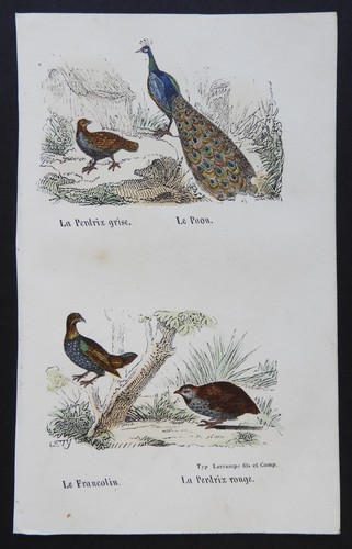 Buffon début 19ème gravure - buffon,
