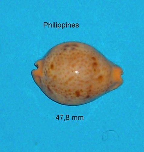 Cyprae porteri philippines - ,