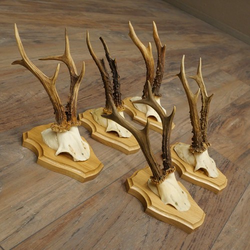Ensemble bois cerf - 5x, de
