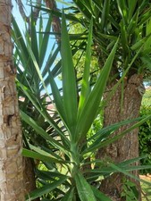 bouture yucca  minimum 40 cm