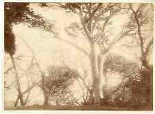 France, pin parasol au mont St. Cassien  Vintage albumen print  Tirage albumin