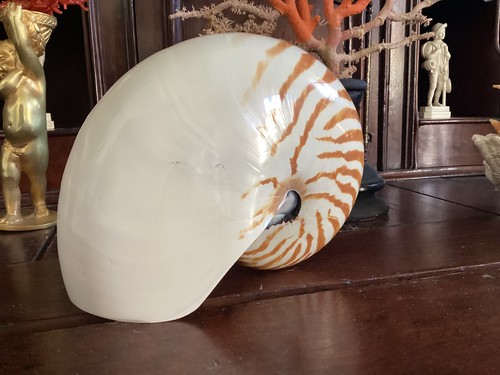Gros coquillage nautile - gros,