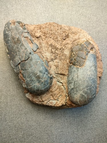 Oeufs dinosaure nid - -,