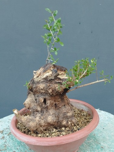 Bonsaï olivier 20 cm - bonsaï,