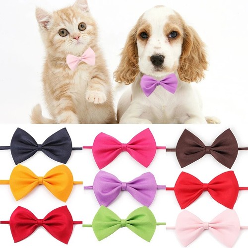 Noeud papillon chien - papillon, chat