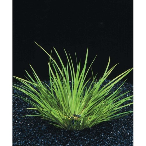 Acorus pusillus petite - pusillus, plante