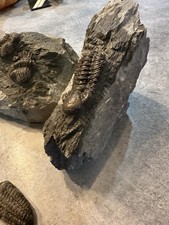 Lot De Beau Spécimen De