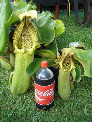 Nepenthes truncata plante - nepenthes,