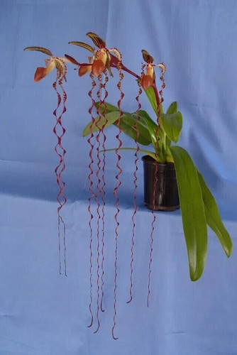 Paphiopedilum sanderianum