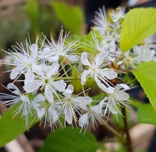 Prunus maackii 'Amber Beauty'