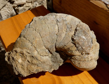 Important Nautile Fossil 16x9.5x7cm - Cabinet Curiosity Minerals Collection