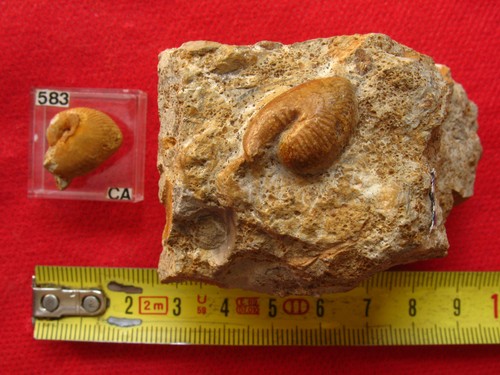 Deux ammonites callovien - callovien,