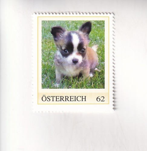 Timbre autriche der hund - hund,