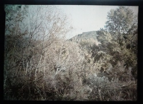 Autochrome paysage sous bois - sous,