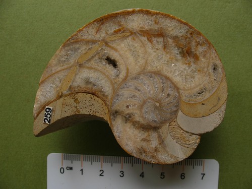 Coupe nautile cenoceras - nautile,