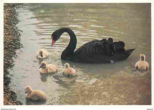 Carte postale animaux - carte,
