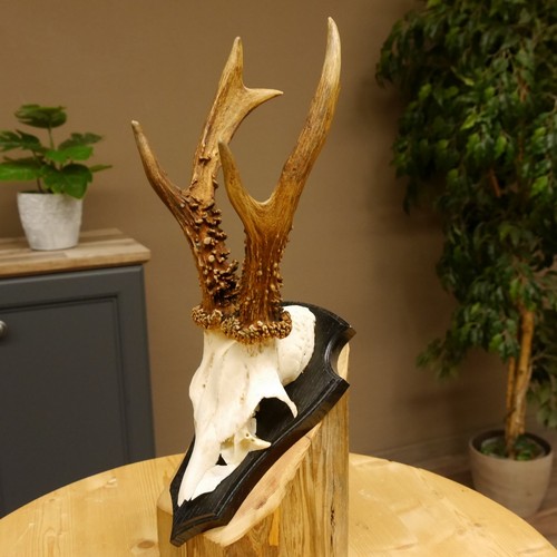 Poids bois cerf 385 g - bois,