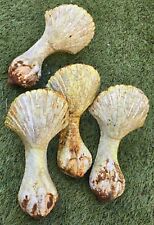 Griffes D aigle / 4 Anciens