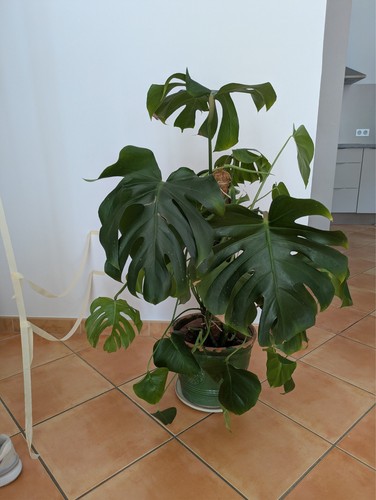 Boutures monstera prêtes - monstera,