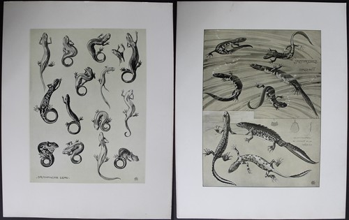 Salamandre planches - 2,