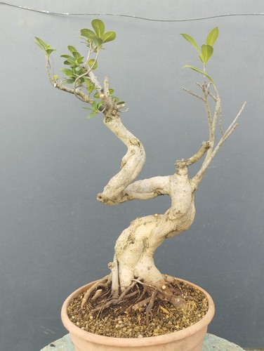 Pré bonsaï ficus retusa - pré-bonsaï,