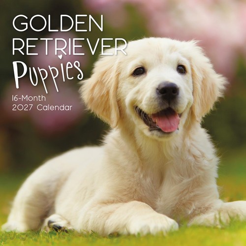 Chiots golden retriever - golden,