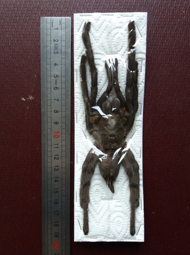 Mygale cyriopagopus minax - mygale,