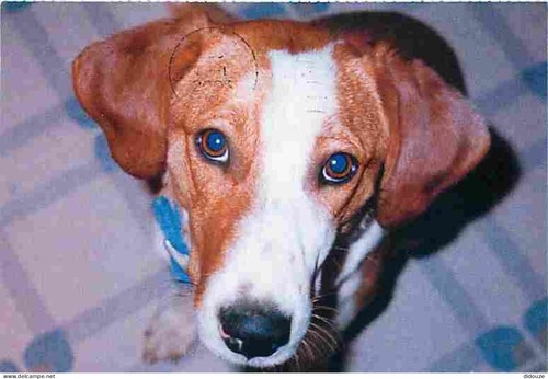 Carte postale animaux - animaux,
