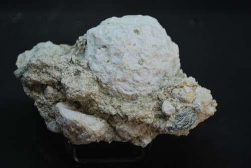 Corail fossile cap - corail, corse