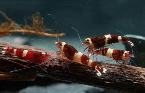 Lot crevettes red wine - de,
