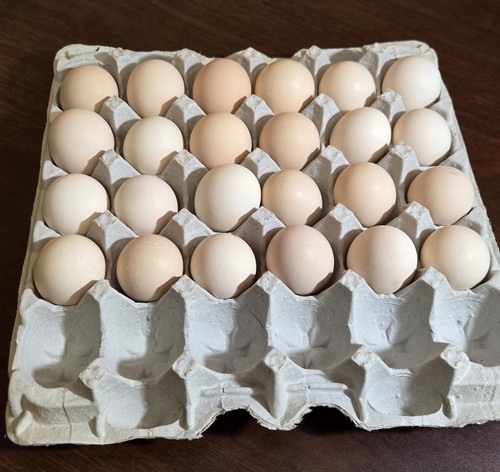 Ayam cemani hatching - ayam,