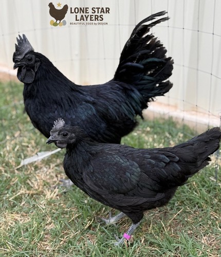 Elite dark genetics - bundle,