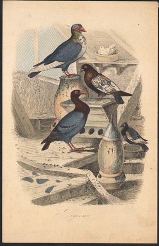 1853 gravure aquarellée - 1853,