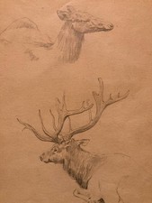 Très Beau Dessin 1900 Crayon Cerf Biche Canard Animalier Animal Animaux Papier