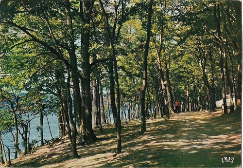 Foret troncais sous bois - foret,