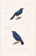 Calybe De Paradis Oiseaux