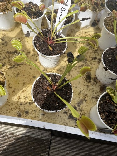 Dionaea darwin - dionaea, “darwin”