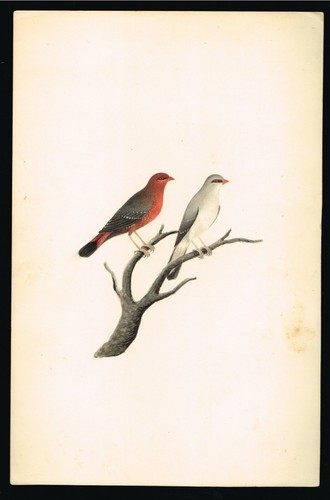 Oiseaux peinture common - de,
