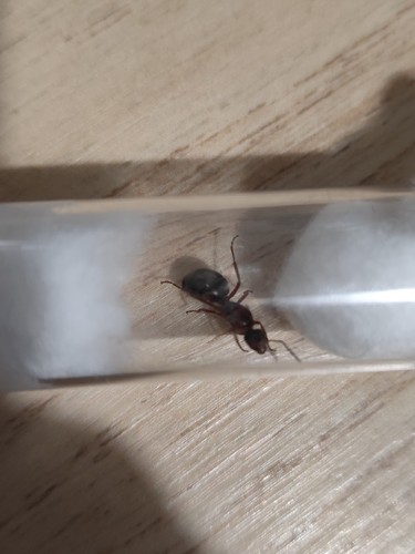 Formica rufibarbis avec - , oeufs