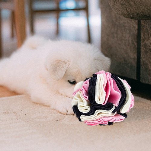 Jouet pour chien - jouet,